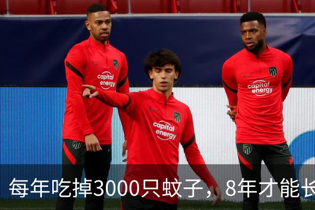 每年吃掉3000只蚊子，8年才能长大，却被人类作为美食大量捕捉